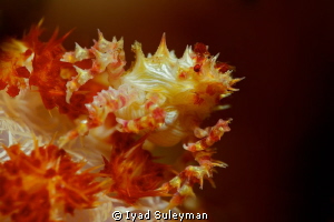 Soft coral crab
 by Iyad Suleyman 